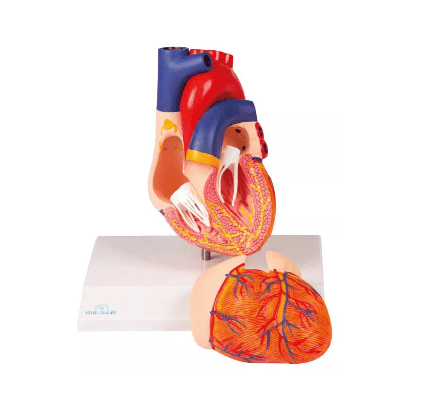 Herzmodell, 2 - teilig mit Reizleitungssystem - Erler - Zimmer